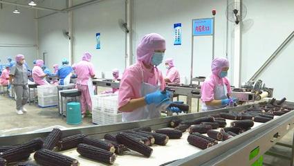 科技创新撬动产业升级 安图县食品产业高质量发展路径探析